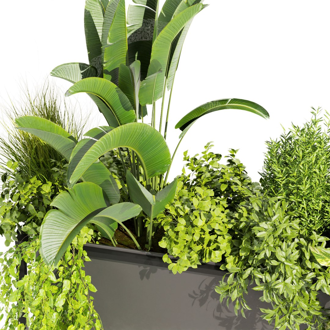 3D model Collection plant vol 448 - grass - boxplant - palm - 3dsmax - cinema 4d https://p.turbosquid.com/ts-thumb/tT/FfKoxd/ZP/untitled1_0004_5.jpg/jpg/1675425470/1920x1080/fit_q87/f325b7e0733859a067de463bc01ce2f1b1676c62/untitled1_0004_5.jpg.jpg