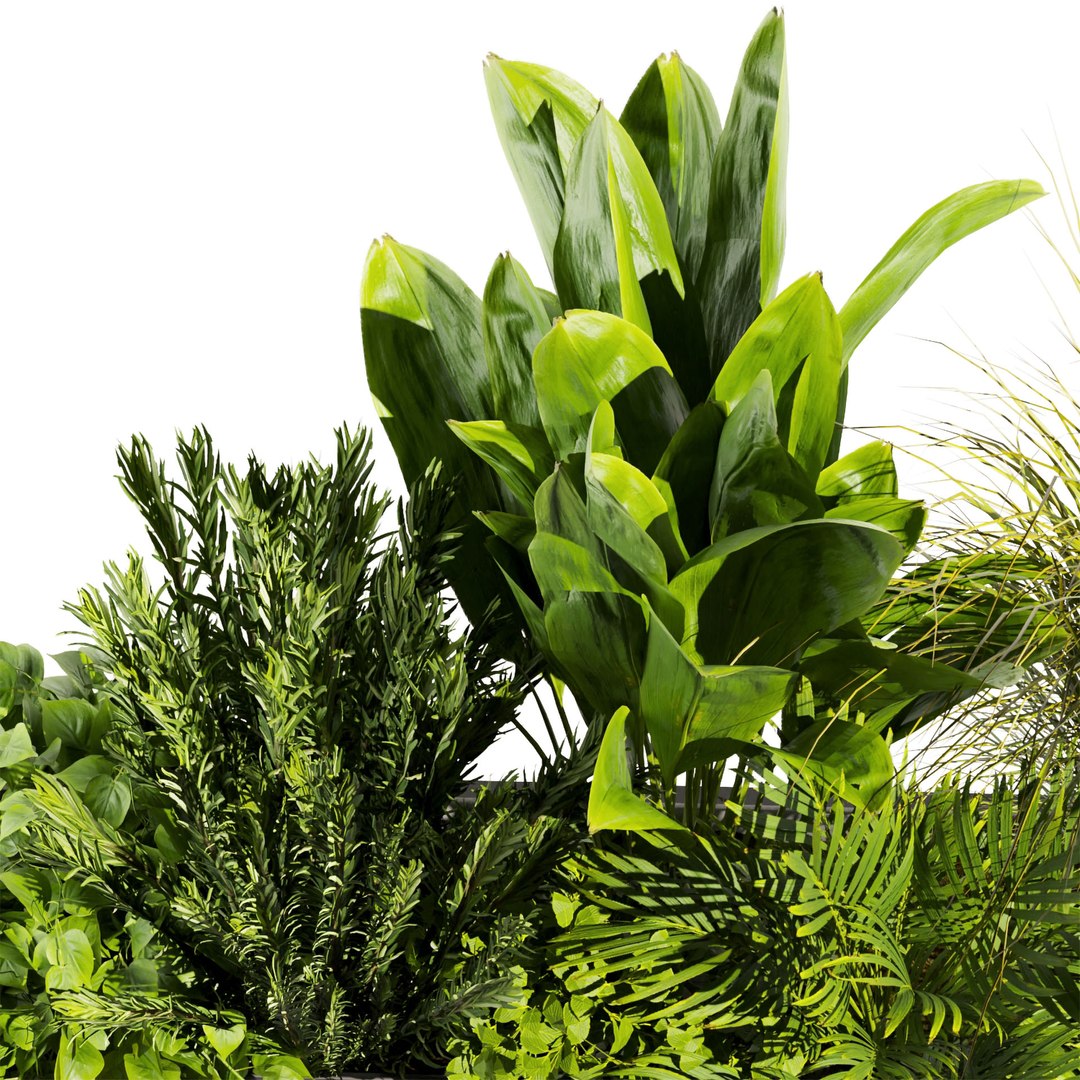 3D model Collection plant vol 448 - grass - boxplant - palm - 3dsmax - cinema 4d https://p.turbosquid.com/ts-thumb/tT/FfKoxd/rt/untitled1_0005_6.jpg/jpg/1675425466/1920x1080/fit_q87/e1966627cbccd780fa5118078bed9ff0a7370b16/untitled1_0005_6.jpg.jpg