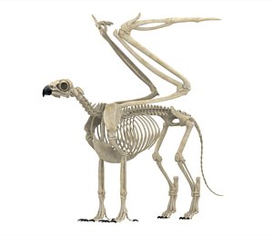 griffin skeleton 3D model