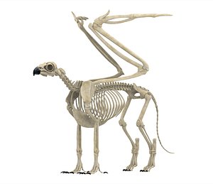 Griffin Skeleton