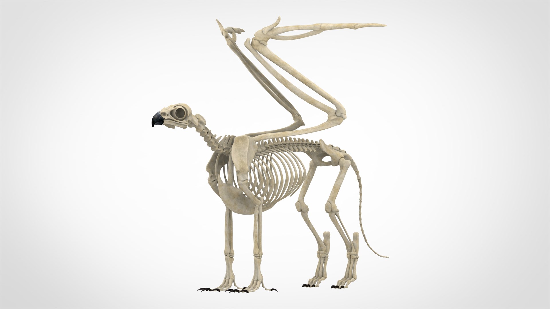 griffin skeleton 3D model https://p.turbosquid.com/ts-thumb/tT/KzUZSM/WVUViTgr/griffin_skeleton_1/jpg/1584621605/1920x1080/fit_q87/e70d8b7ed0ceba8763f53b126c6c04a6ae81a7b9/griffin_skeleton_1.jpg