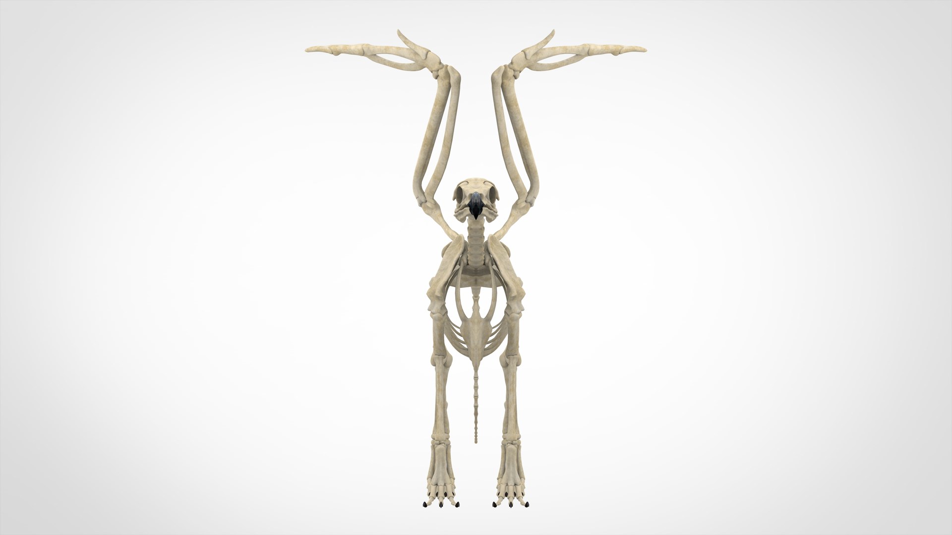 griffin skeleton 3D model https://p.turbosquid.com/ts-thumb/tT/KzUZSM/ZgwppHAC/griffin_skeleton_2/jpg/1584621616/1920x1080/fit_q87/ba9a88693f69997bd1cb9eb174c4b35f38bf1e3f/griffin_skeleton_2.jpg