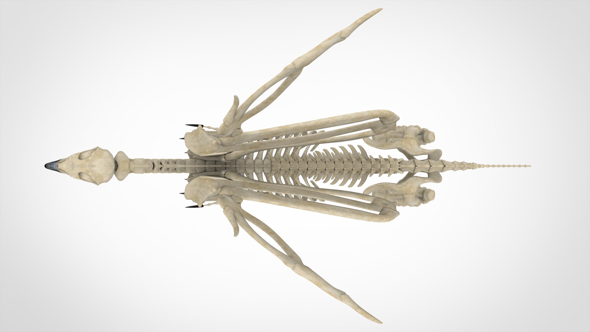 griffin skeleton 3D model https://p.turbosquid.com/ts-thumb/tT/KzUZSM/cHL9It9R/griffin_skeleton_5/jpg/1584621653/1920x1080/fit_q87/cf4da036eb5867ce92708be18ccd5409920398e5/griffin_skeleton_5.jpg