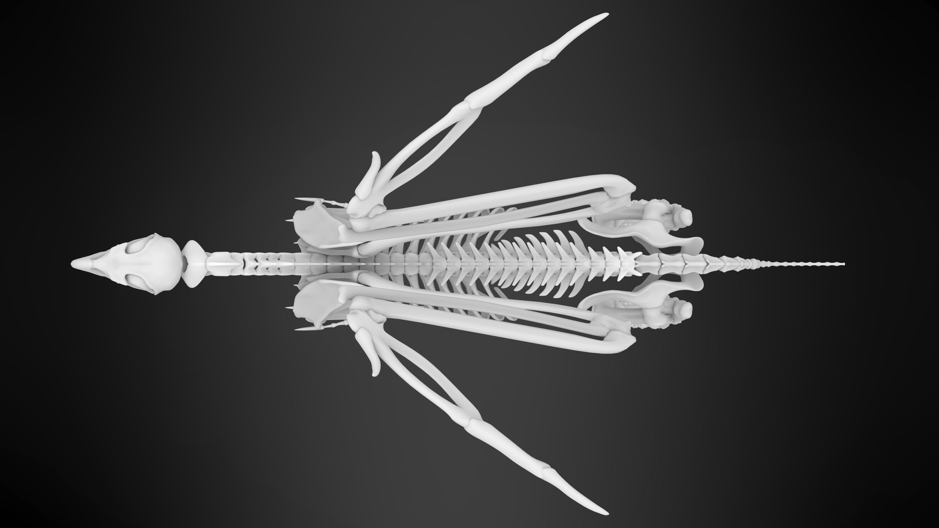 griffin skeleton 3D model https://p.turbosquid.com/ts-thumb/tT/KzUZSM/d3nYdni8/griffin_skeleton_10/jpg/1584621712/1920x1080/fit_q87/2c2e7f44707e9de94537b3bdcd4c1e612416e8fd/griffin_skeleton_10.jpg