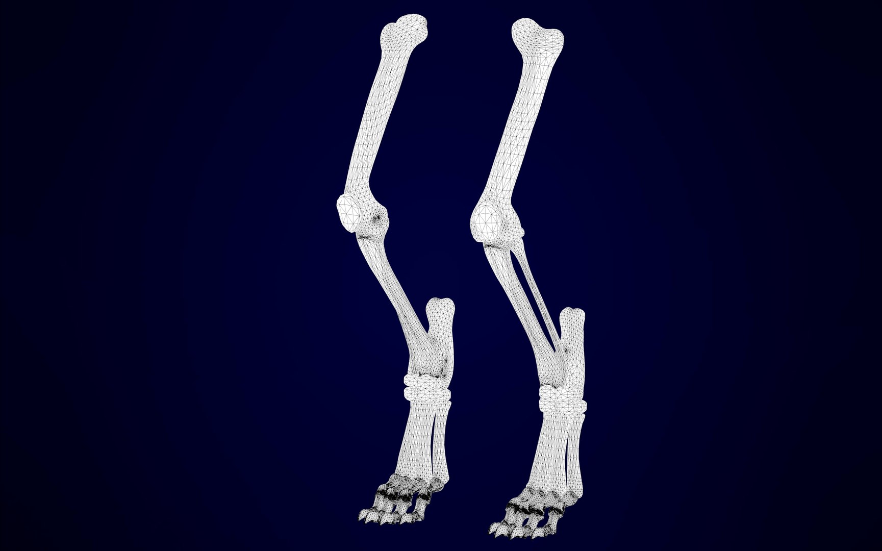 griffin skeleton 3D model https://p.turbosquid.com/ts-thumb/tT/KzUZSM/fKMcNWgO/griffin_skeleton_19/jpg/1589053079/1920x1080/fit_q87/ae9f2117f7b1762f75b37b5c9053c7fc2e25146b/griffin_skeleton_19.jpg
