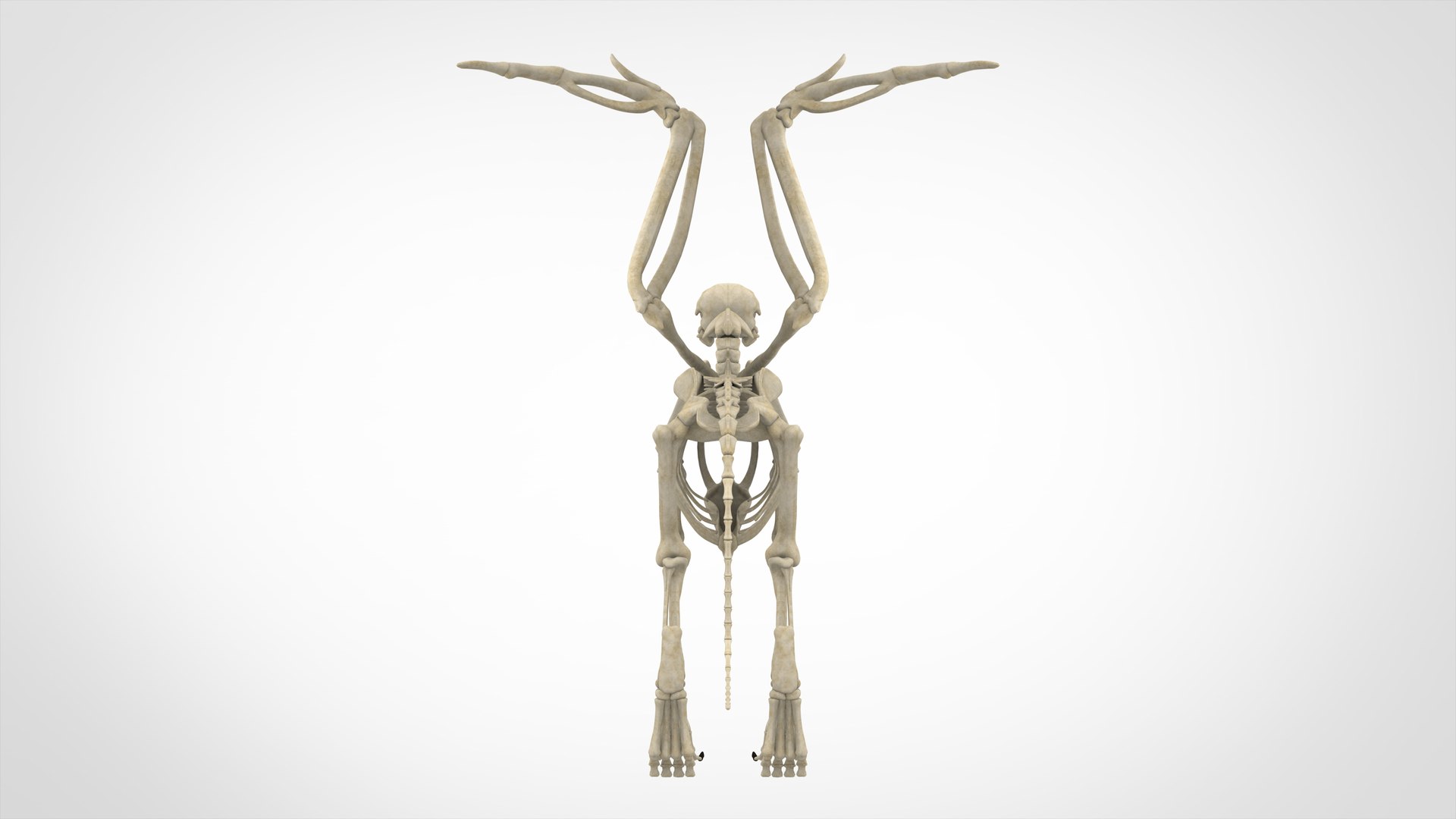 griffin skeleton 3D model https://p.turbosquid.com/ts-thumb/tT/KzUZSM/xAYCRUy3/griffin_skeleton_4/jpg/1584621639/1920x1080/fit_q87/39446ffcfb2f1852131684f9959878d7e0d6e035/griffin_skeleton_4.jpg