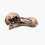 Dodo Skull