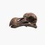 Dodo Skull