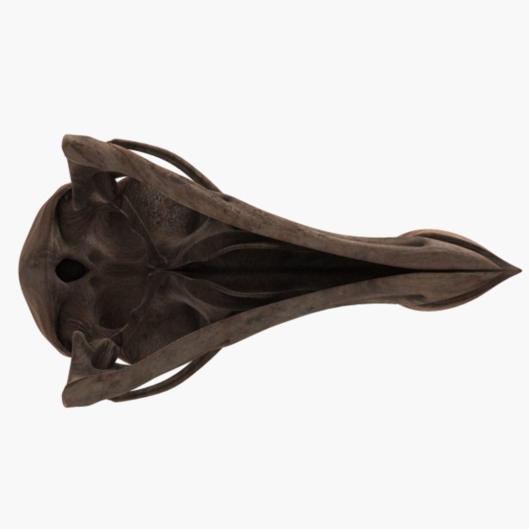 3d model dodo bird skull https://p.turbosquid.com/ts-thumb/tT/LmN7ec/HqHJsjnN/dodo02_0000/jpg/1417937234/1920x1080/fit_q87/cc3ecf31349c4e9108db3d432a38d251068f78cd/dodo02_0000.jpg