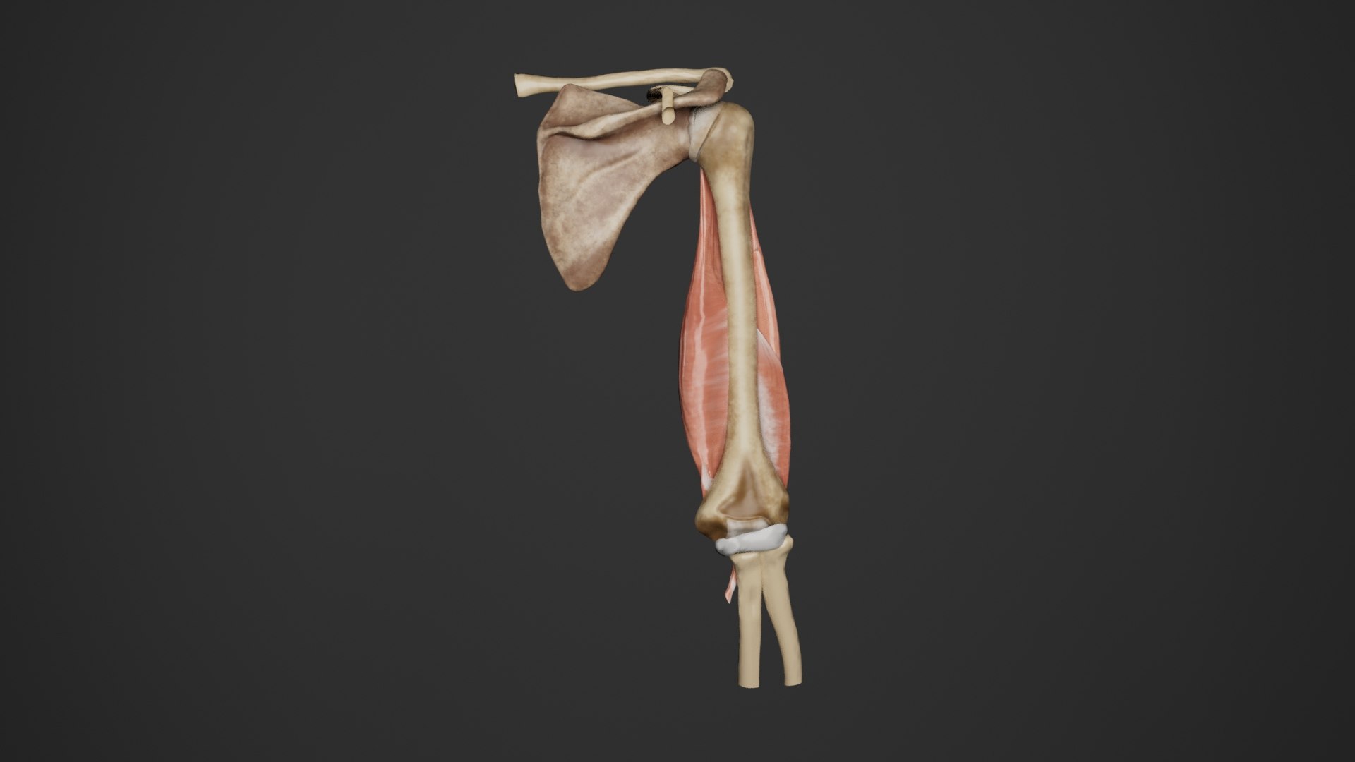 3d Human Anatomy Upper Limb Arm Anterior View Turbosquid 2217201 3973