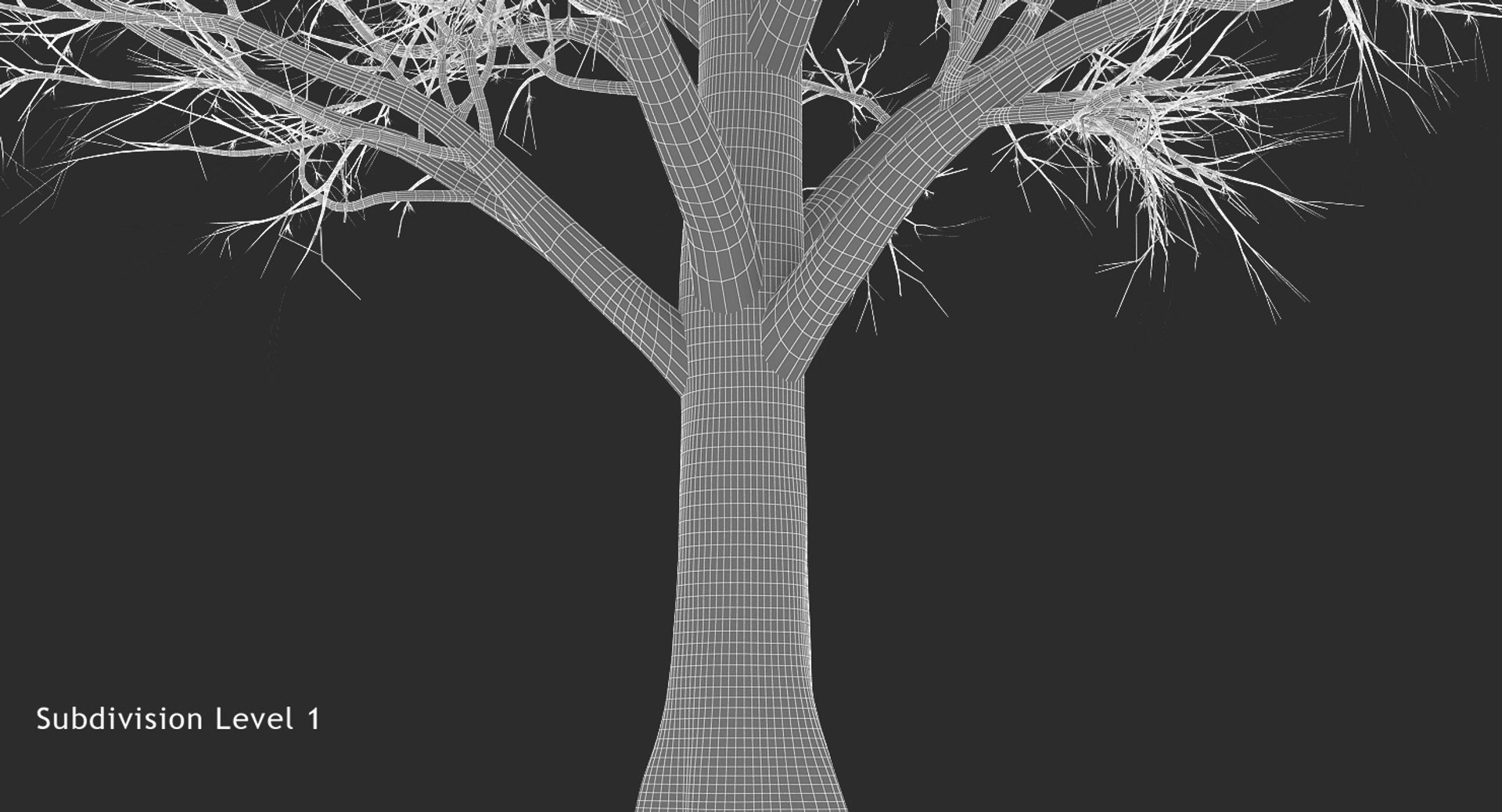 Box Elder Tree 3d Model