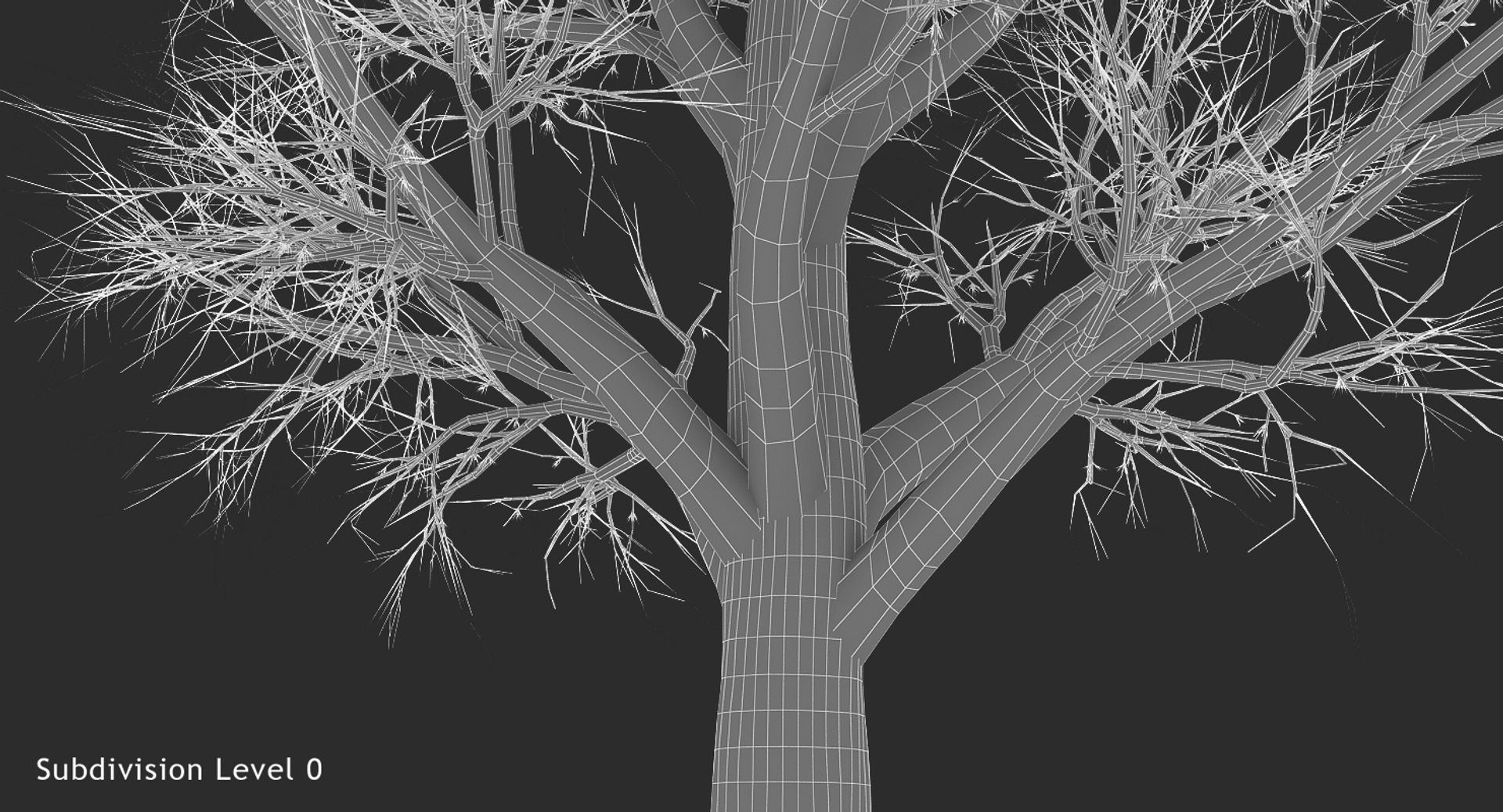 Box Elder Tree 3d Model