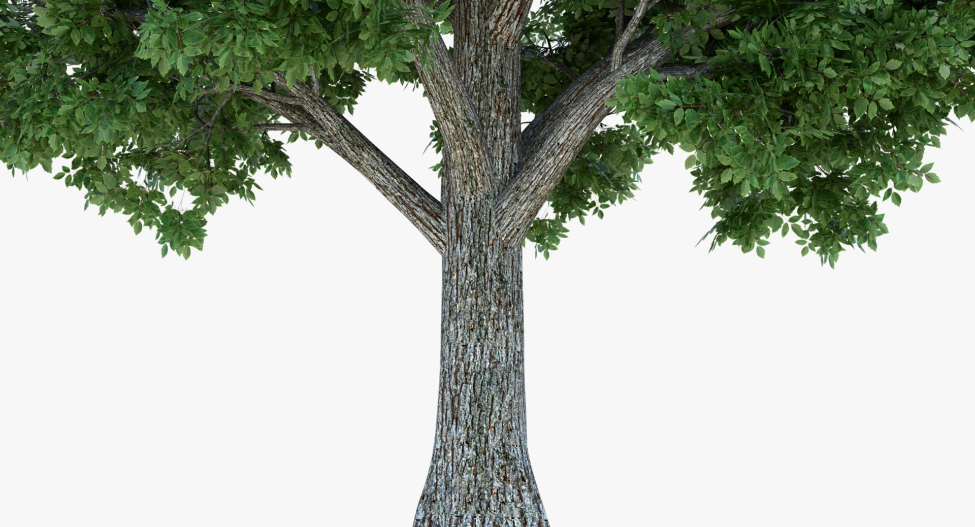 Box Elder Tree 3d Model
