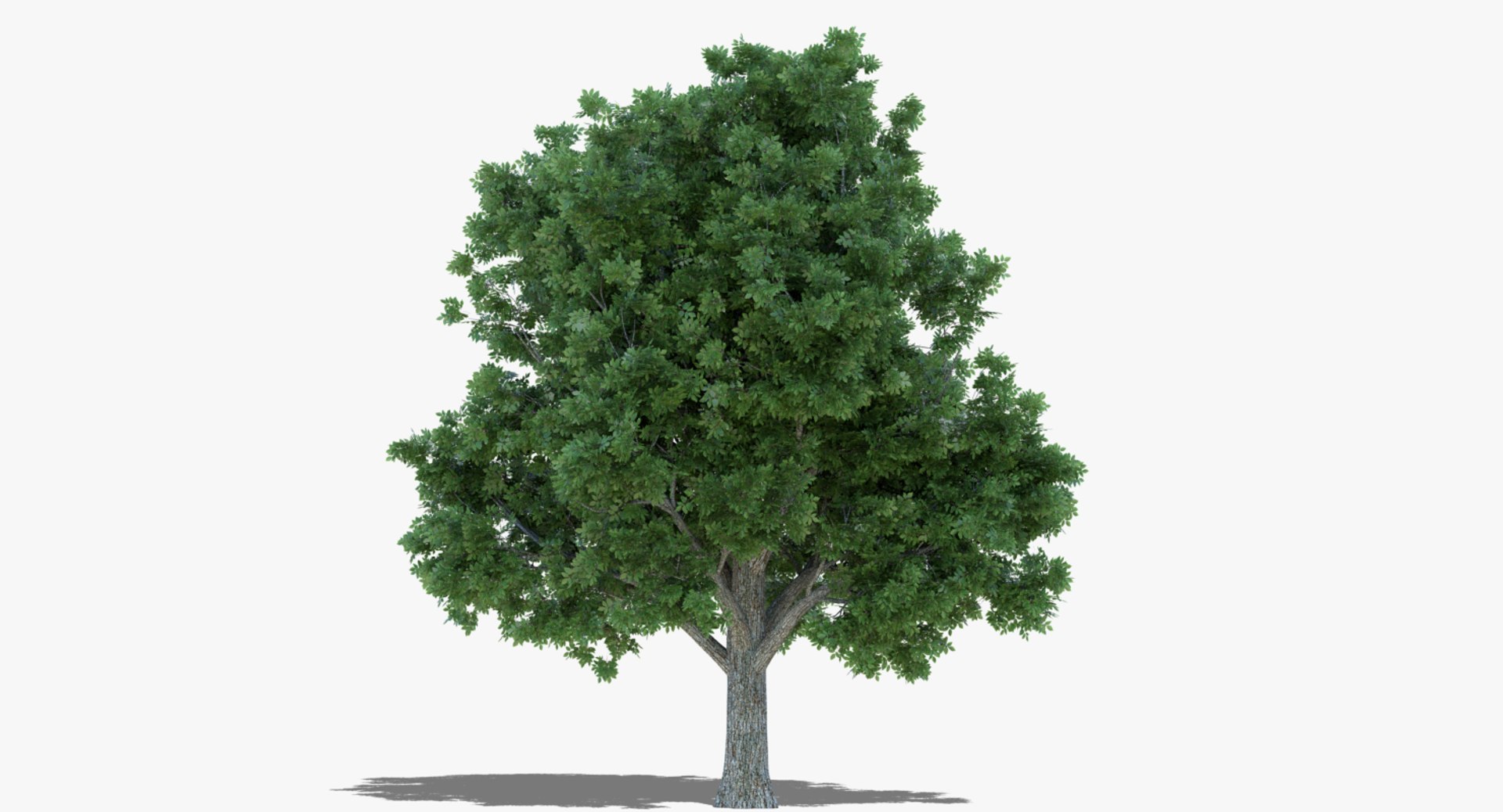 Box Elder Tree 3d Model