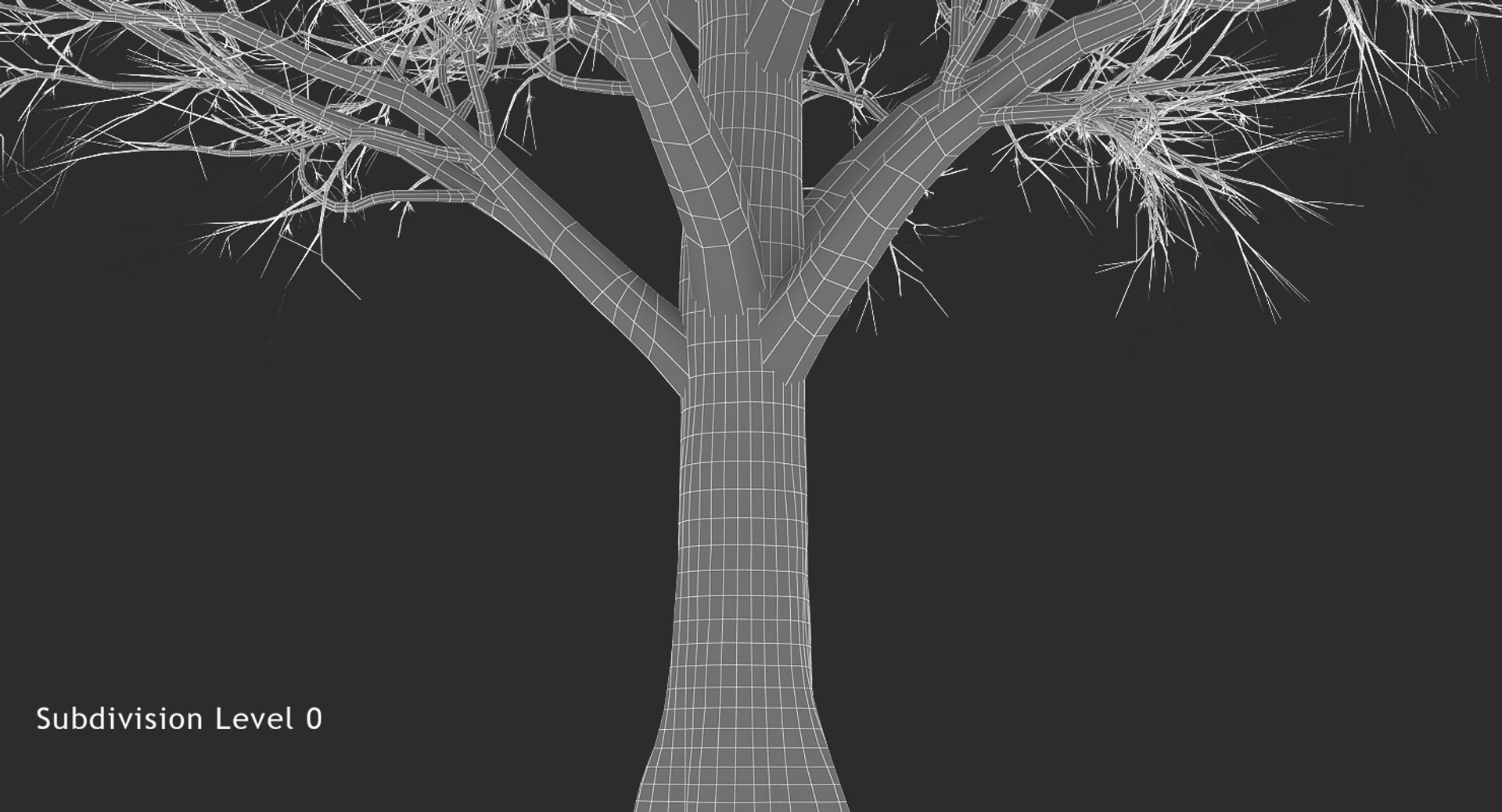 Box Elder Tree 3d Model