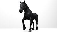 Realistic Black Horse 3D Model