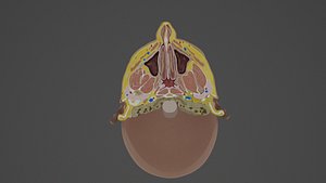 3D model Nose and Maxillary Sinus Transverse Section