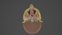 Nose and Maxillary Sinus Transverse Section