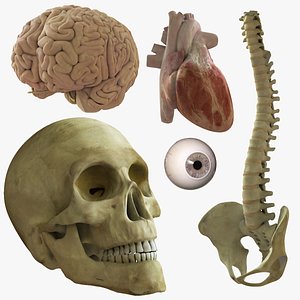 anatomy essential pack rigged 3d ma