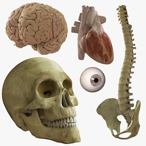 Anatomy Essentials Pack (Rigged)
