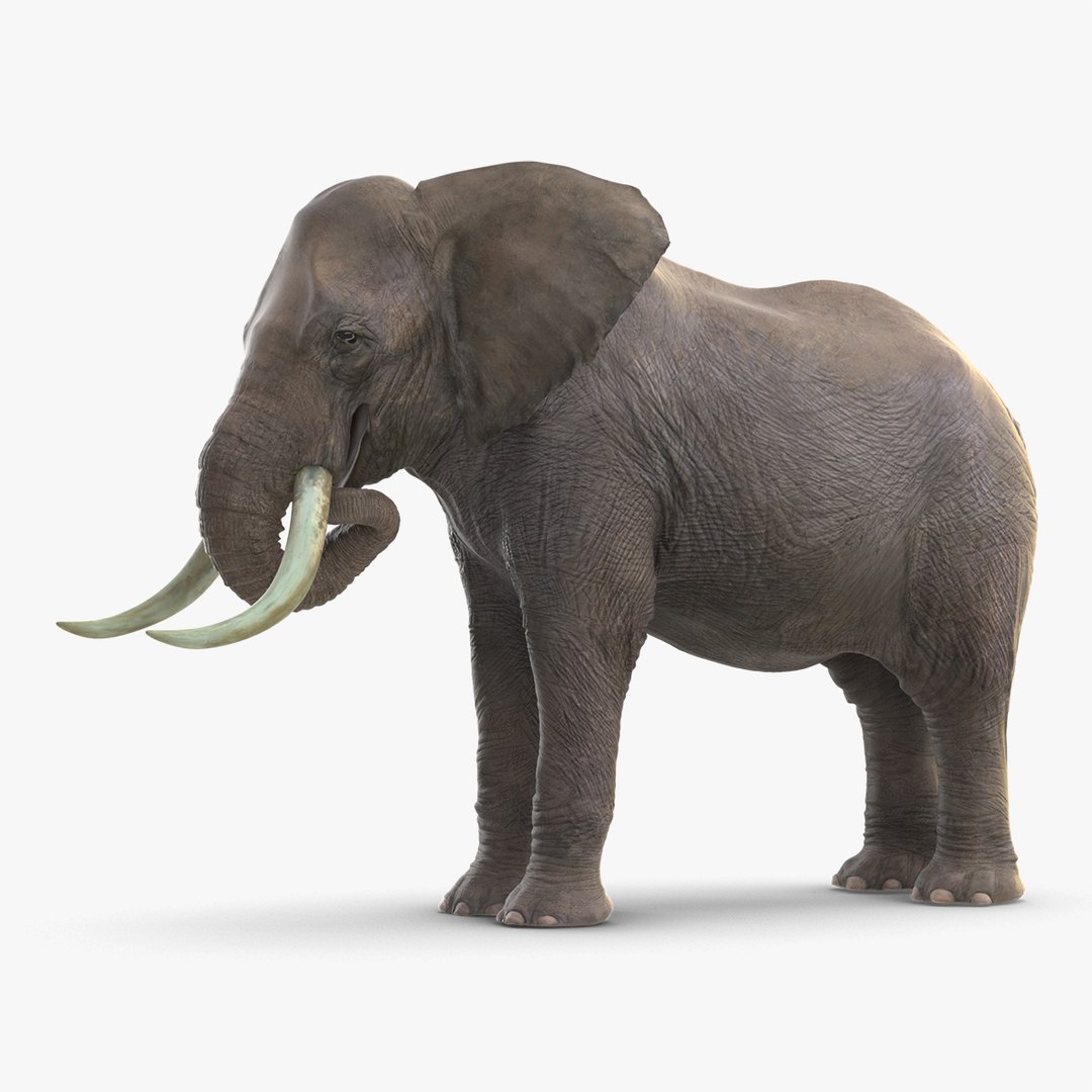 Animated Elephant Eating Rigged for Maya 3D model preview