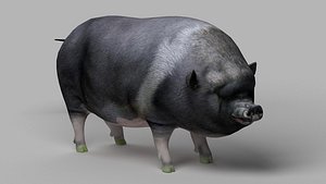 pig meat pork bacon pigletshoat swinedomestic 3D model