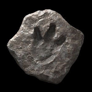 Dinosaur footprint fossil