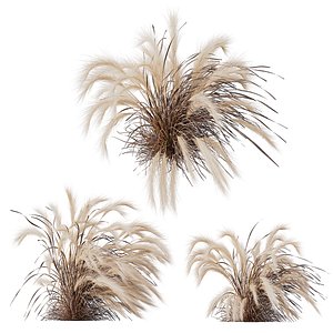 HQ Plants Nassella Tenuissima fall