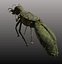 ant