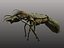 ant