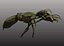 ant