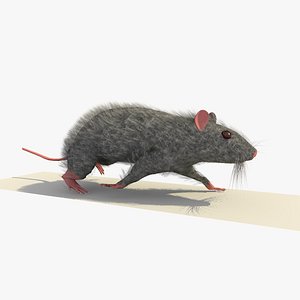 3d grey mouse rat walking model