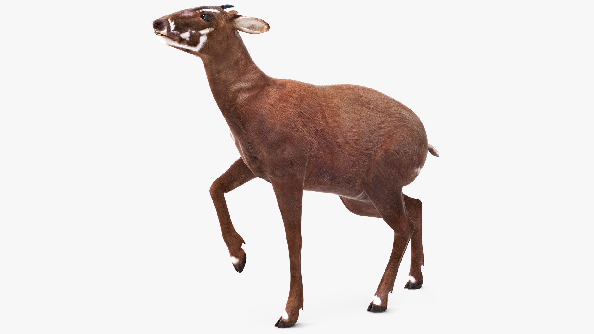 Saola Rigged for Maya 3D model preview