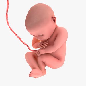 Human Fetus 40 Weeks model