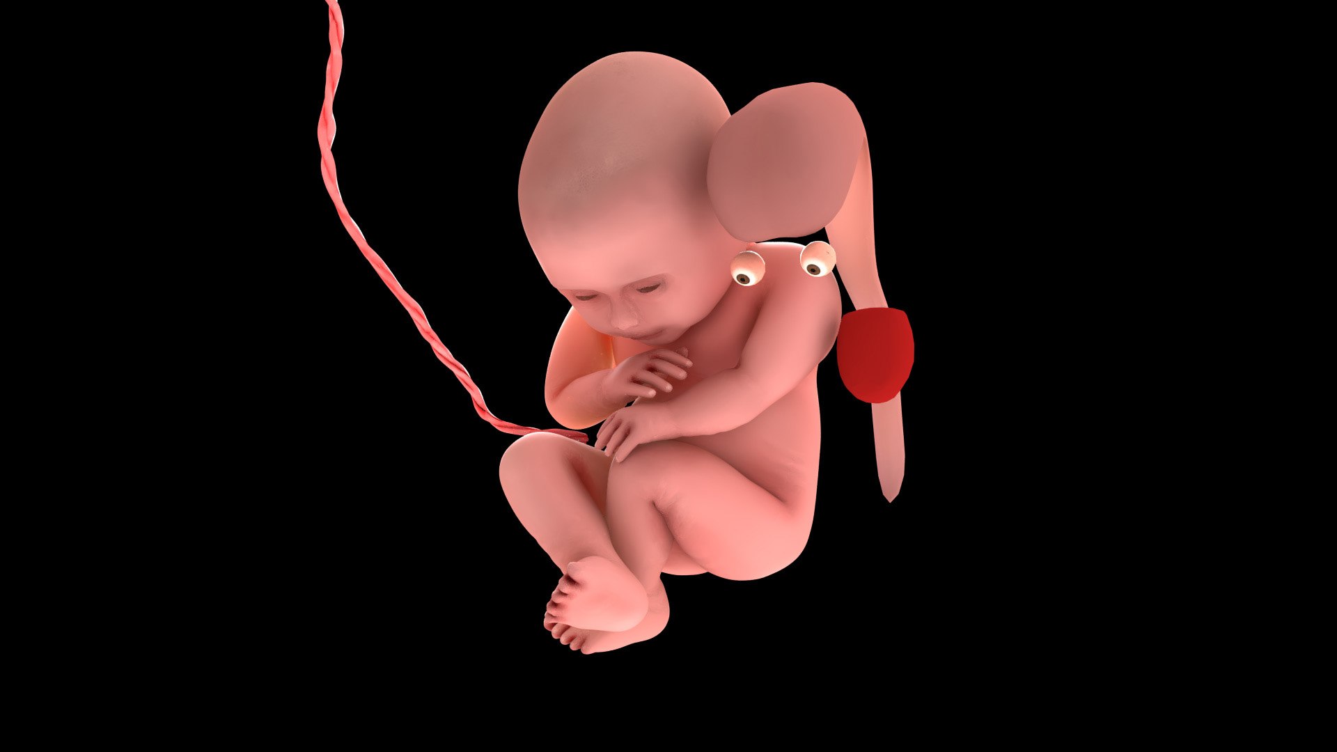 Human Fetus 40 Weeks Model - TurboSquid 2036299