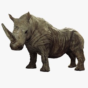 Southern White Rhino Museum Specimen (Animated)