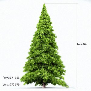 3D big spruce model