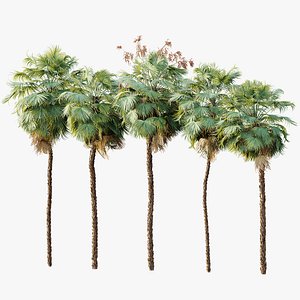 AV Plant Acoelorrhaphe Wrightii Palm Tree 01