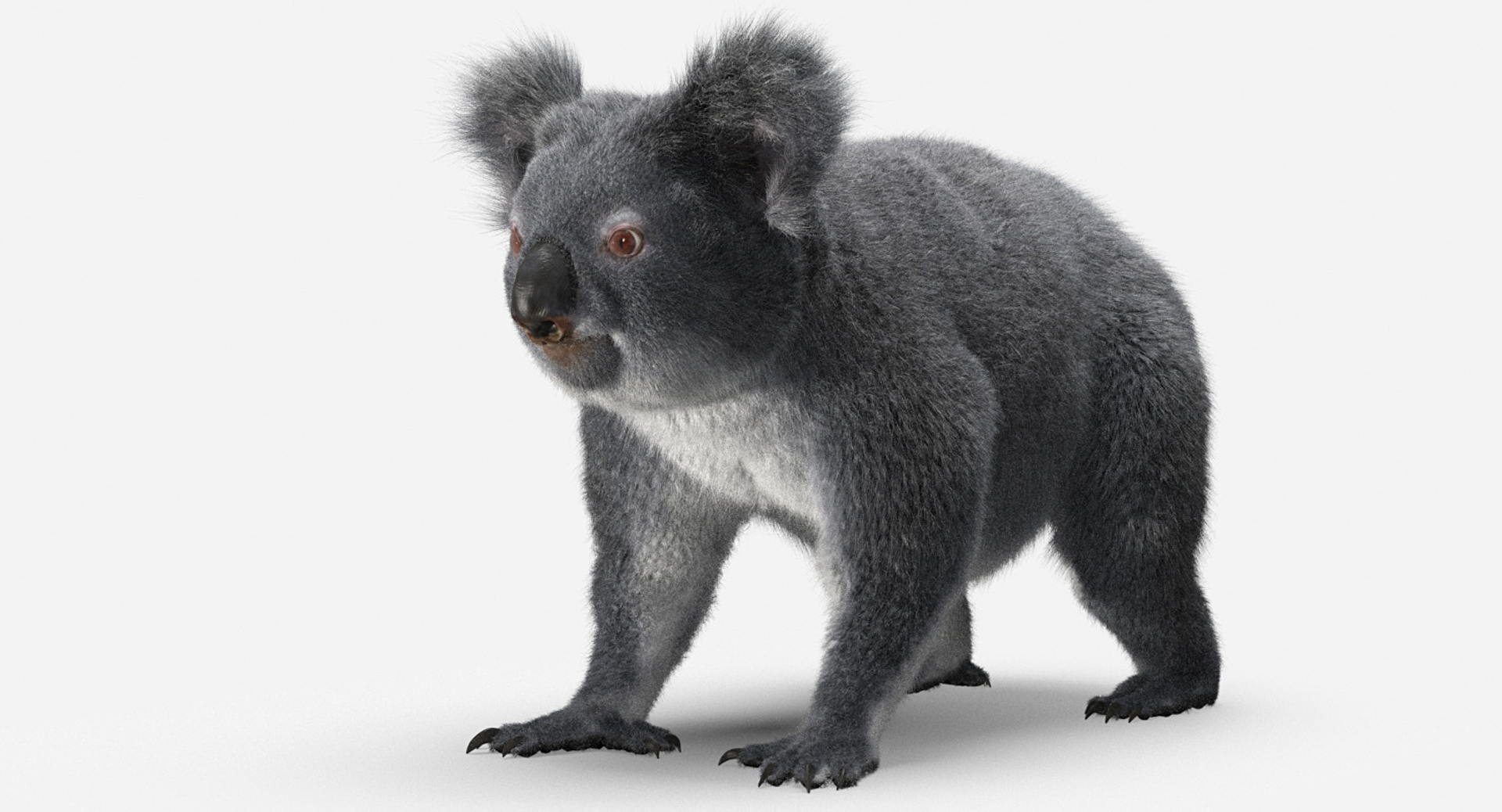Koala Hair Model - TurboSquid 1415002