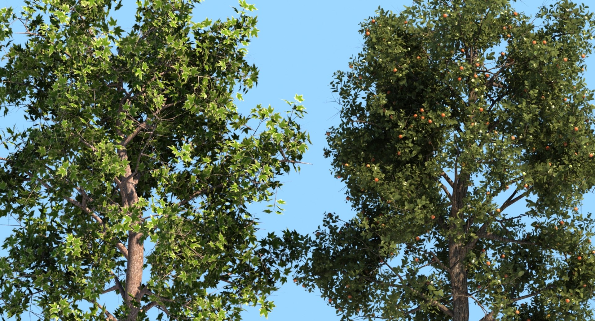 3D Generic Trees - TurboSquid 1378531