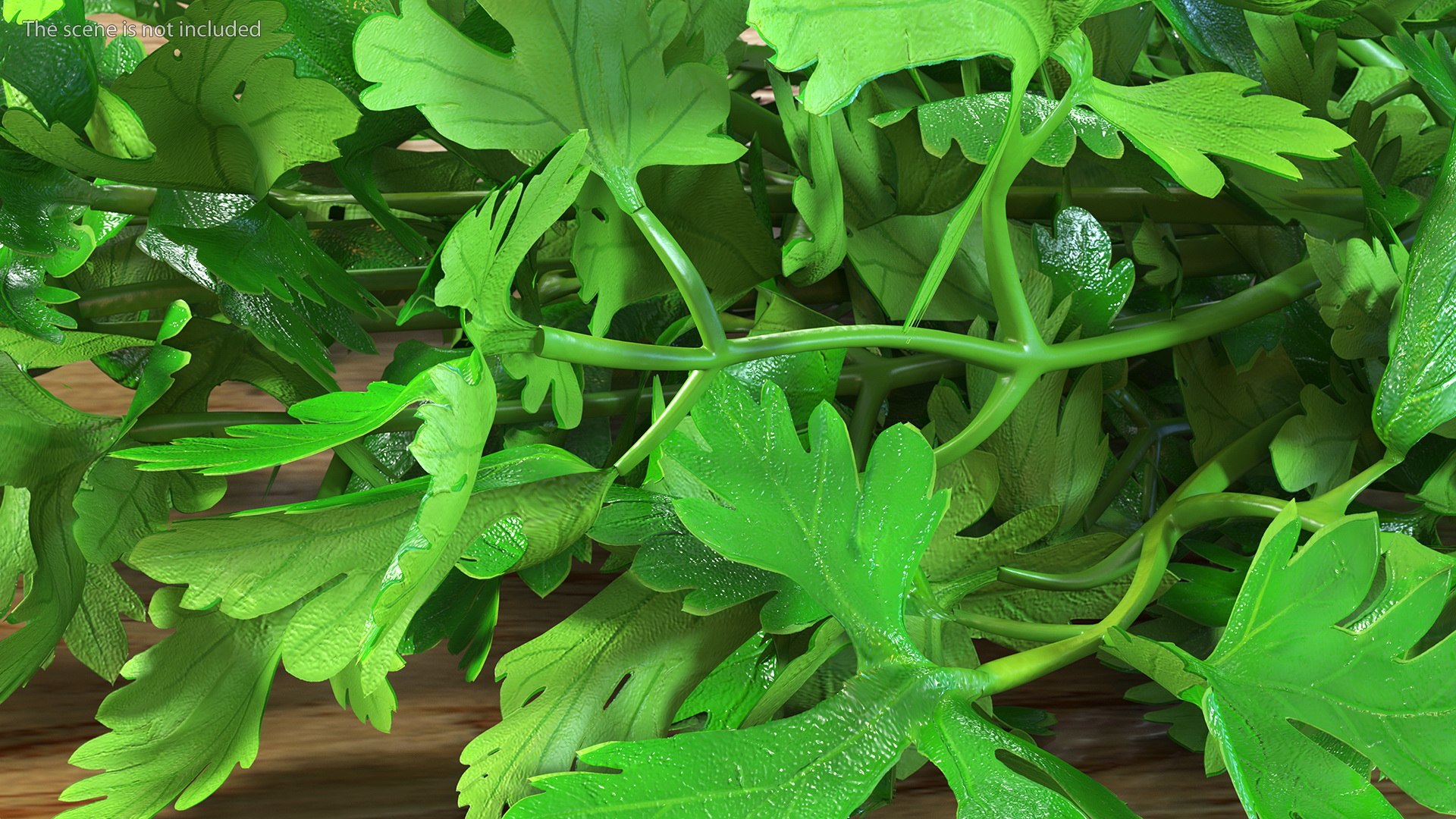 3D Salad Greens Collection 4 model https://p.turbosquid.com/ts-thumb/tV/HDUjp3/00/saladgreenscollection43dsmodel033/jpg/1660084370/1920x1080/fit_q87/bf9b698a7f404244273933078cdd73c893ecef19/saladgreenscollection43dsmodel033.jpg
