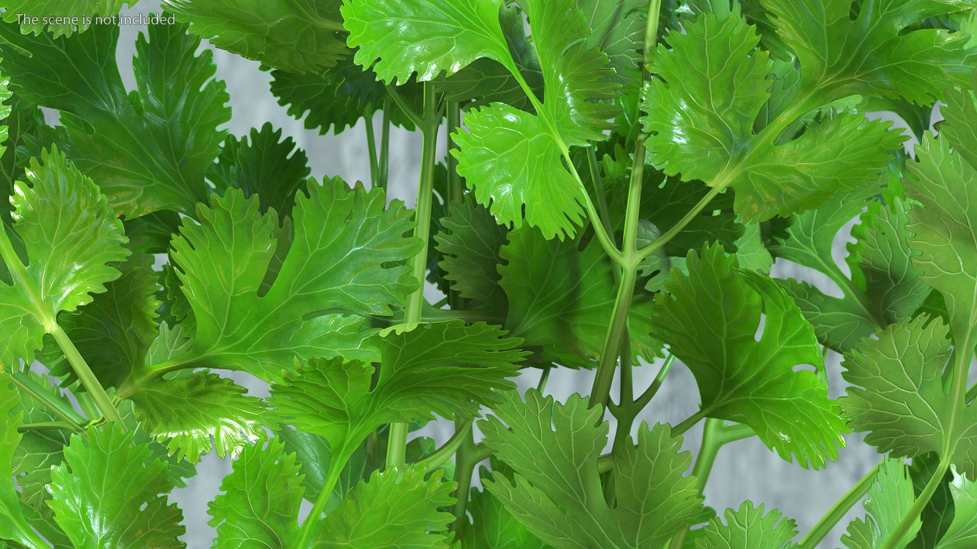 3D Salad Greens Collection 4 model https://p.turbosquid.com/ts-thumb/tV/HDUjp3/2s/saladgreenscollection43dsmodel007/jpg/1660084291/1920x1080/fit_q87/820c0773b9ad60f5249f37528ca5aa938af5dce5/saladgreenscollection43dsmodel007.jpg