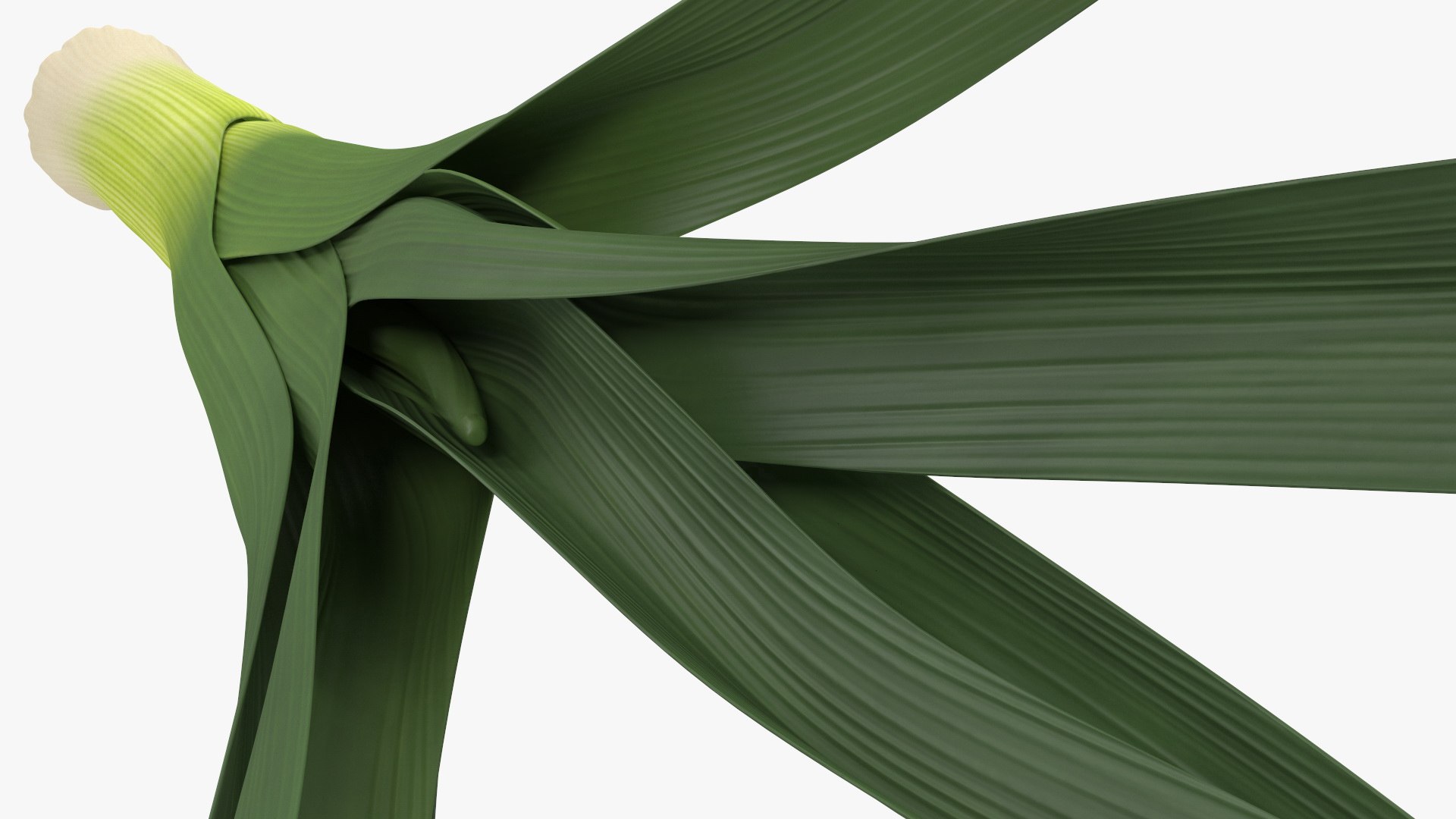 3D Salad Greens Collection 4 model https://p.turbosquid.com/ts-thumb/tV/HDUjp3/4L/saladgreenscollection43dsmodel028/jpg/1660084355/1920x1080/fit_q87/043d2376a63e2813f574afa3b4661d99ef6d284e/saladgreenscollection43dsmodel028.jpg