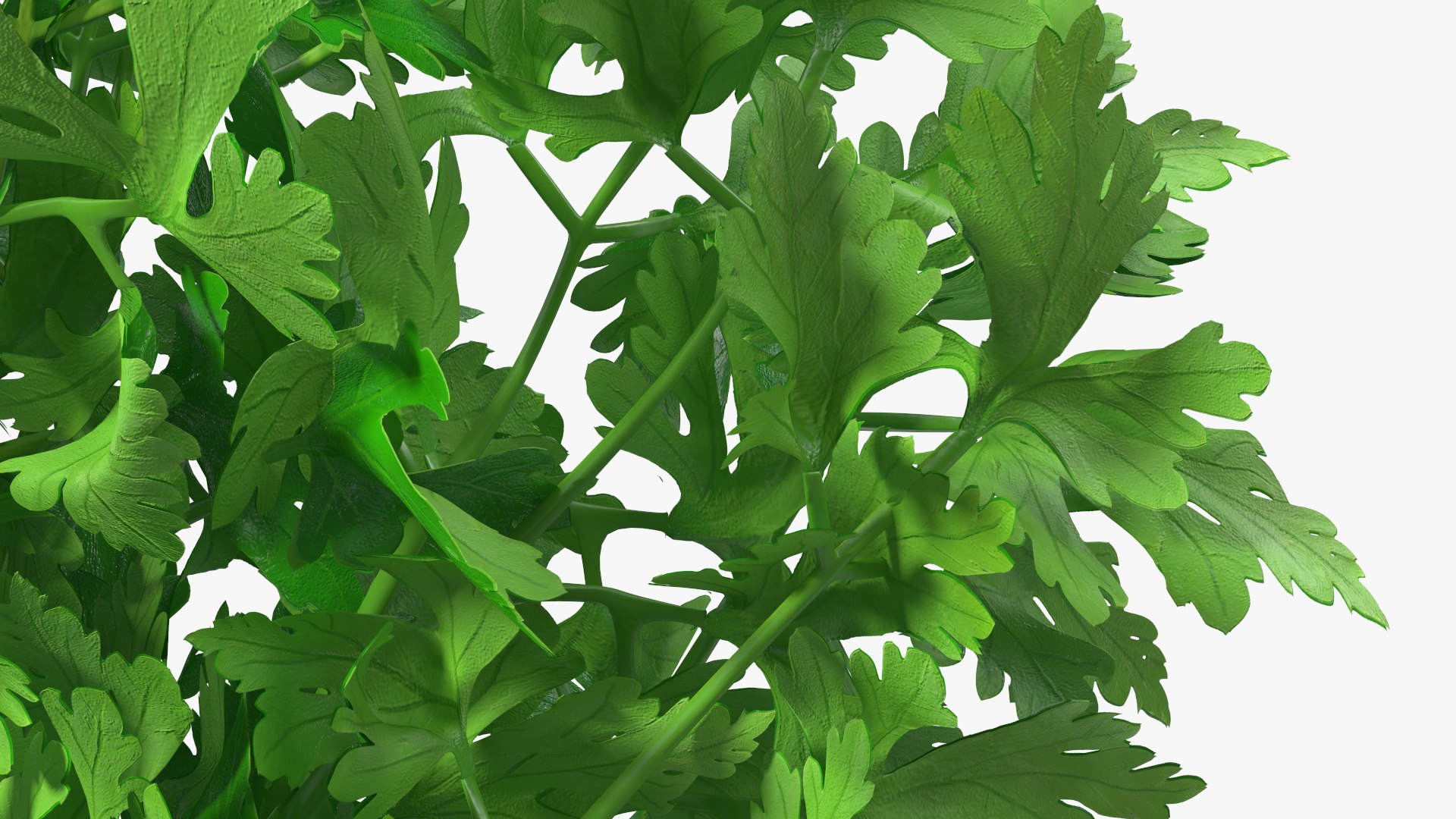 3D Salad Greens Collection 4 model https://p.turbosquid.com/ts-thumb/tV/HDUjp3/BY/saladgreenscollection43dsmodel039/jpg/1660084389/1920x1080/fit_q87/e6b40ea98fd1d377c83df4643ec43a622a48401a/saladgreenscollection43dsmodel039.jpg