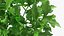 3D Salad Greens Collection 4 model
