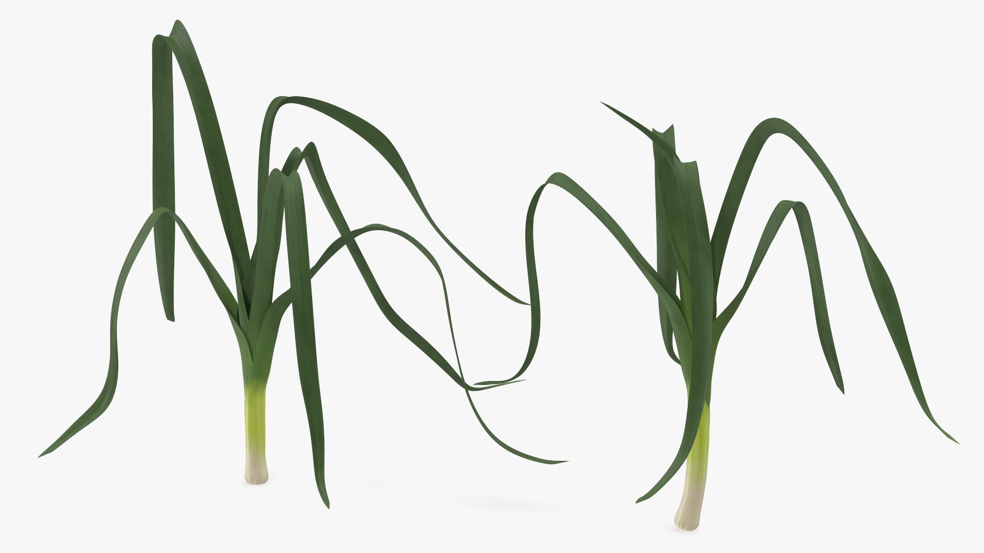 3D Salad Greens Collection 4 model https://p.turbosquid.com/ts-thumb/tV/HDUjp3/F5/saladgreenscollection43dsmodel017/jpg/1660084320/1920x1080/fit_q87/405b7c888ac58c9202510108f750aa2045b6e93a/saladgreenscollection43dsmodel017.jpg