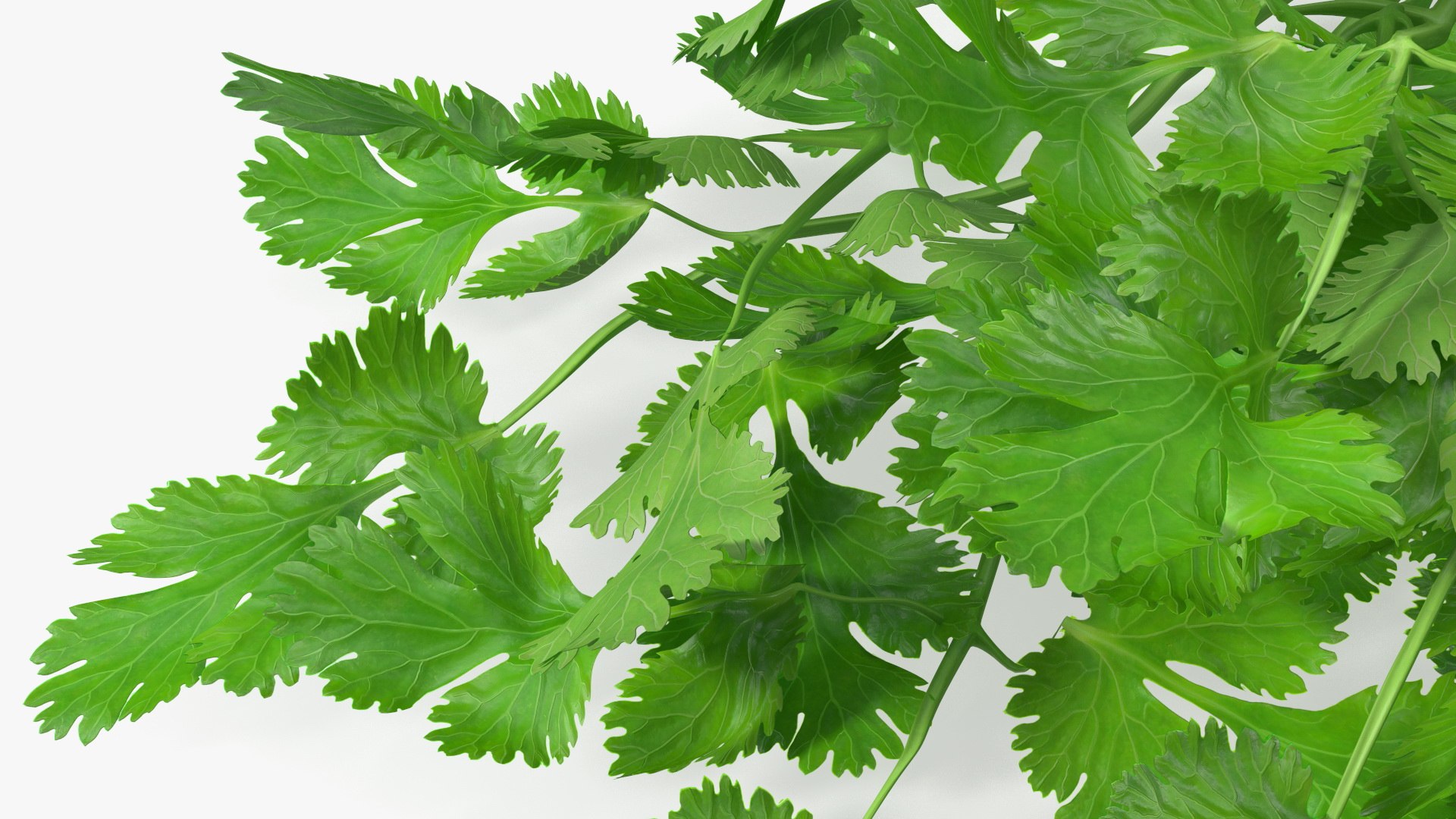 3D Salad Greens Collection 4 model https://p.turbosquid.com/ts-thumb/tV/HDUjp3/Hh/saladgreenscollection43dsmodel014/jpg/1660084312/1920x1080/fit_q87/f6423ff01d3f87026b532541c729bfa260cbe6fd/saladgreenscollection43dsmodel014.jpg