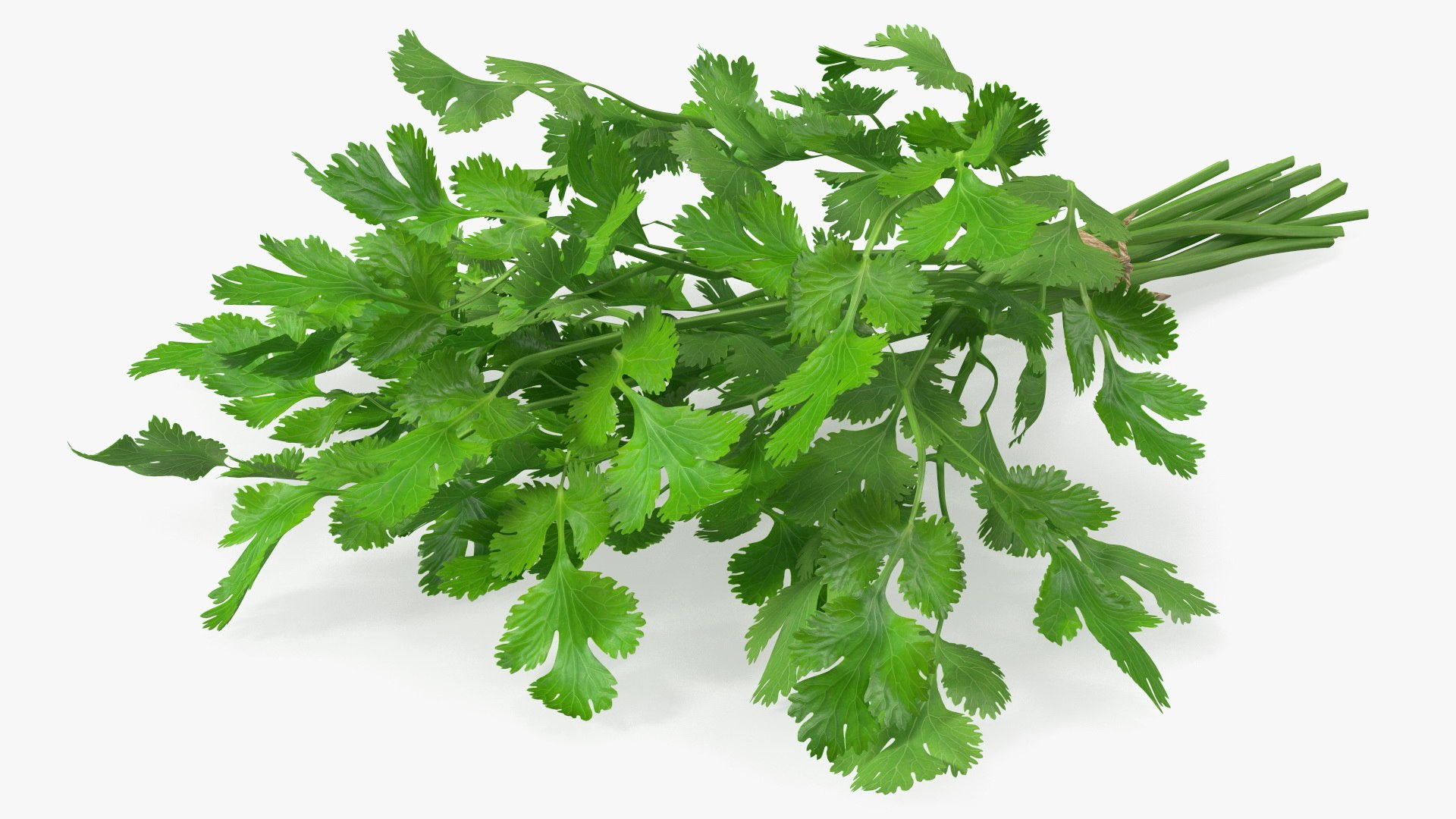 3D Salad Greens Collection 4 model https://p.turbosquid.com/ts-thumb/tV/HDUjp3/In/saladgreenscollection43dsmodel010/jpg/1660084300/1920x1080/fit_q87/dc7d19e2896f874aece8bd046dae4cf817cbd5f5/saladgreenscollection43dsmodel010.jpg