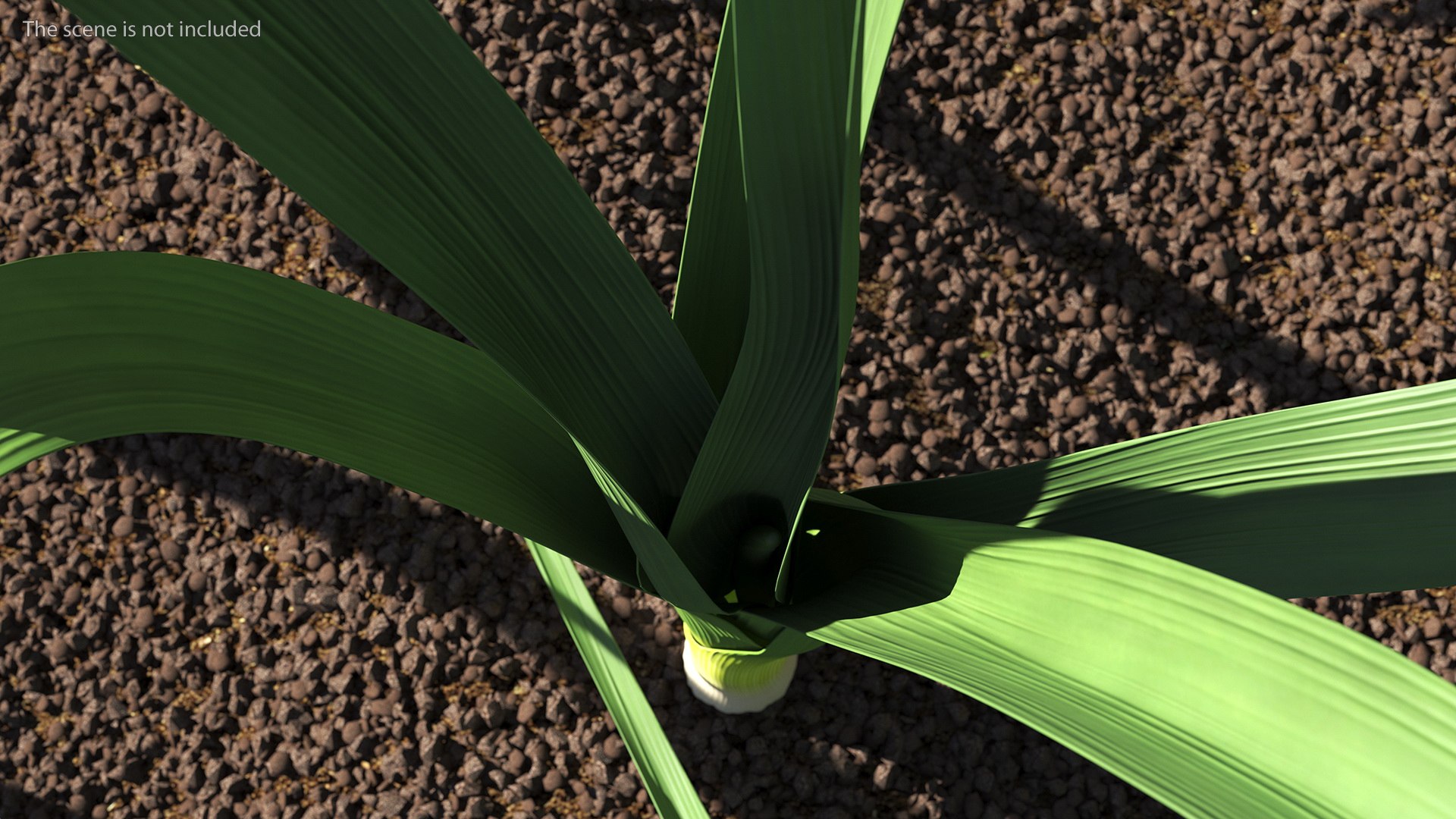 3D Salad Greens Collection 4 model https://p.turbosquid.com/ts-thumb/tV/HDUjp3/Jq/saladgreenscollection43dsmodel021/jpg/1660084334/1920x1080/fit_q87/d83f6439554b16912c80573e967983cc82883818/saladgreenscollection43dsmodel021.jpg