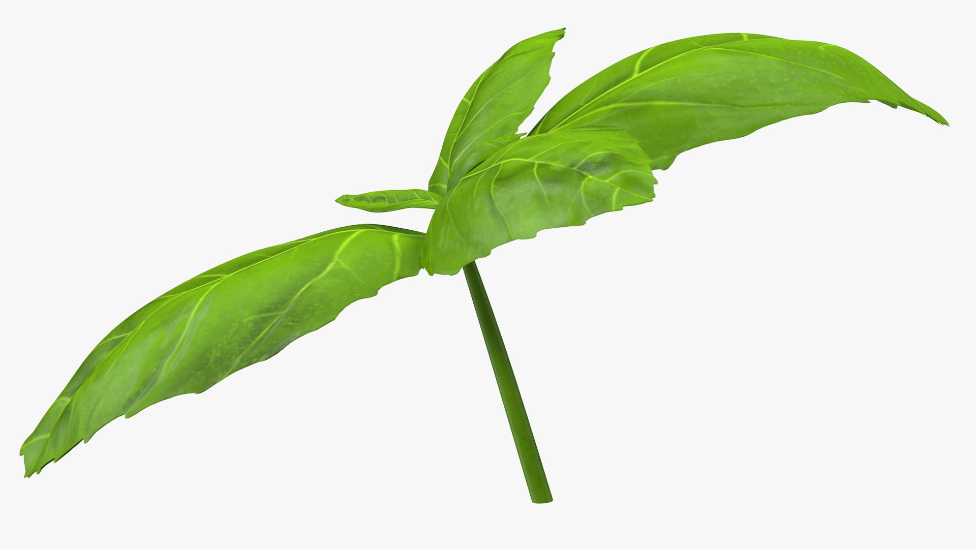 3D Salad Greens Collection 4 model https://p.turbosquid.com/ts-thumb/tV/HDUjp3/Zm/saladgreenscollection43dsmodel057/jpg/1660084441/1920x1080/fit_q87/10249ac048c7f52e18cb9fe805d0482cb4297f88/saladgreenscollection43dsmodel057.jpg